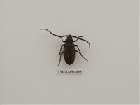 藏品(柑橘鋸天牛)的圖片